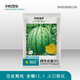 Zhongke Maohua Melon Fruit Seed Maohua Little Golden Orchid Gift Watermelon Seed Flower Skin Yellow Flesh Super Xiaofeng Seed Super Sweet Jinfu K8 Maohua Little Golden Orchid 20 capsules/bag