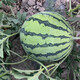 Zhongke Maohua Lazy Man Sweet King Watermelon Seed Round Jingxin Type is more resistant to cracking than 8424, super sweet red flesh, thin skin, sand pulp Lazy Man Sweet King 100g/box, round, about 1600 seeds