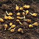 Changbai Mountain ginseng seed planting potted Korean ginseng, wild ginseng, American ginseng, and ginseng seedlings, potted red ginseng seeds 1g 100 germination seeds
