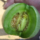 Zhongke Maohua Fruit Seed Green Melon Seed Emerald South Korea Emerald Jade Green Skin Green Flesh Melon Seed South Korea Emerald 50 capsules/bag Trial Pack Dark Green Skin