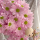 Yue Colorful Daisies Flower Express Yunnan Base Straight Ping Pong Chrysanthemum Flower Materials Office Household Water-raised Fresh Cut Flowers Pink Tristripe Daisies 8-10 Branches