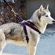 Huanpet.com dog leash, dog leash, dog harness, dog walking leash, dog chain harness, pet large and small dog puppy