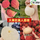 The latest variety of Xiantao lychee seedlings, Jumeiren grafted lychee seedlings, can be planted in pots and ground in the north and south. Results in the same year. High seedling survival rate in 3 years. Thickness: 1-1.2cm. Jumeiren lychee seedlings.