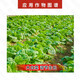 Guoguang Tiandu 8% Aminobutyl Acetate, Aminobutyl Acetate, Chinese Cabbage Promotes Growth, Acetyl Acetate Growth Regulator 10g*5 Bags