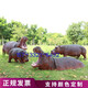 Large outdoor garden landscape simulation hippopotamus fiberglass pond animal sculpture garden decoration lawn ornaments C style Dingjin