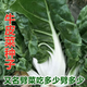 Xinning Brassicae Seeds for human consumption, white stems, large broad leaves, thick skin, high-yielding all-season old variety, Spring Brassica Genda Vegetable Seeds, Broad-leaf Brassicae 4 packs, 6 packs available (40 people choose)