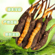 Cordyceps frais Sinensis Verrouillage sous vide Emballage frais Sf Express Chaîne froide Origine droite Sélection de cheveux Big Gras
