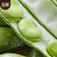 北蔬 蚕豆种子苗大胡豆早熟本地适合南北方耐寒菜籽 农家蚕豆种子500g