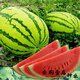Chunzhiyun four-season watermelon seeds early-maturing giant sweet king seedless unicorn watermelon seeds fruit seeds Green Dragon Overlord original