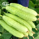 Shouhe Dry Cucumber Seeds Home Planting Vegetables Balcony Green Thorns Local Fruit Ocean White Jade Northeast Field Winter and Spring Hai Yangpeng White No. 2 White Jade Cucumber Seeds 60 x 2