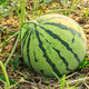 Shouhe Kirin watermelon seed seedlings with thin crispy skin and sweet autumn fruit seeds Weiyu Shoutian Kirin melon seeds 90 capsules