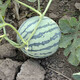 Zhongke Maohua Vegetable and Fruit Seeds Rock Sugar Kirin Watermelon Seeds Early Mature Xinjiang 8424 Super Sweet Pink Flesh Melts in the Mouth Rock Sugar Kirin 5g/bag (about 90 pieces) Small area
