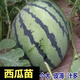Watermelon seedlings 8424 grafted seedlings with soil seedlings seedless Midu Kirin early maturing seedlings greenhouse potted plants wholesale red heart seedless watermelon seedlings affordable large quantity buy 10+10 total 20 trees