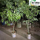 The latest variety of Xiantao lychee seedlings, Jumeiren grafted lychee seedlings, can be planted in pots and ground in the north and south. Results in the same year. High seedling survival rate in 3 years. Thickness: 1-1.2cm. Jumeiren lychee seedlings.