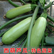 Zucchini seeds, high-yielding vegetable seeds, easy to grow in all seasons, family balcony potted vegetable seeds, cold-resistant and disease-resistant, heat-resistant and high-yielding zucchini seeds, 23 seeds or so, germination rate 95.4323%