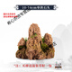 Xushansi water-absorbing stone rockery bonsai original stone water-absorbing stone micro-landscape landscaping strange stone ornamental stone matching decoration 10-14cm water-absorbing stone does not include pots and comes with grass seeds and stones