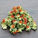 文枝西藏藏红花红花果泡水红花茶红花头茶整朵500克(一斤) 西藏红花果2500克(5斤)