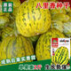 Balixiang fragrant melon seeds, a complete collection of seeds from the south and the north, special sweet melons, early maturing, high yield and sweet all year round. Balixiang seeds/pack, about 100 pieces, 3 packs