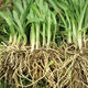 Guizhou native specialty, authentic stone leek, large broad-leaf leek, Guanyin, giant leek, wild broad-leaf potted leek root, 15 medium seedlings, dug with mud, no pots, guaranteed to arrive fresh