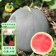 Fengming Yashi black seedless watermelon seeds thin skin large super sweet southern seedless black watermelon seeds 100 capsules