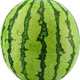 8424 Kirin Watermelon Seeds Thin-skinned Sowing Heat-resistant Southern New Variety Extra Large Super Melon 8424 Kirin Watermelon Seeds Premium Original Factory Pack of 5 Packs (About 150 Pieces) + Songpin