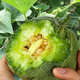 Ice Jade Melon Seeds Super Sweet Thin Skin Emerald Cantaloupe Spring and Autumn Early Ripening Four Seasons Balcony Fruit Seeds Ice Jade Emerald Melon Seeds Song Fertilizer Original New Seeds 2 Packs About 190 Capsules