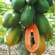 High-yielding papaya seeds, Hainan red heart papaya seeds, milk papaya fruit seed seedlings, papaya seeds for all seasons, Hongfei papaya seeds 100 capsules + rooting powder