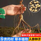 Changbai Mountain ginseng seeds, wild ginseng seeds, easy to grow Chinese medicinal materials in all seasons, easy to live indoor flower pots, ginseng seeds, shipped without buds, 5 bags selected, about 260 capsules