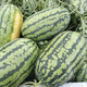 New varieties of Beishu Kirin watermelon seeds, Lazy Man, Southern Meidu watermelon seeds, Beishu Lazy Man Sweet King watermelon seeds, about 20 seeds