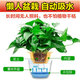 Shuangmeng potted green radish formaldehyde removal flowers and green plants office new house air purification 110 styles 10 pots straight from the source