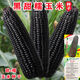 Black sweet waxy corn seeds black waxy corn sweet waxy corn seeds fresh corn non-GMO black corn wholesale black sweet waxy corn seeds original factory package new seeds 366 grains