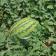 Zhongke Maohua Hybrid Watermelon Seeds Little Seed Giant Dragon Lazy Man Cultivated Watermelon Seeds Fruit and Vegetable Seeds Large Fruit Big Red Flesh No Pruning No Crossing Flower Skin Red Flesh Little Seed Giant Dragon 100g/box