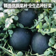 Fengming Yashi black seedless watermelon seeds thin skin large super sweet southern seedless black watermelon seeds 100 capsules