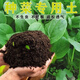 Seasonal high-quality balcony vegetable and flower planting soil, universal natural organic vegetable and green planting soil, nutrient soil large bag 30Jin Jin is equal to 0.5 kg. Selected balcony vegetable and flower cultivation nutrient soil, nutrient soil