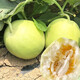 Dayu Japanese sweet melon seed seedlings seedlings melon seeds white skin honey sweet authentic old variety Japanese sweet seed 100 capsules 2 bags