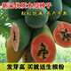 High-yielding papaya seeds, Hainan red heart papaya seeds, milk papaya fruit seed seedlings, papaya seeds for all seasons, Hongfei papaya seeds 100 capsules + rooting powder