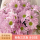 Yue Colorful Daisies Flower Express Yunnan Base Straight Ping Pong Chrysanthemum Flower Materials Office Household Water-raised Fresh Cut Flowers Pink Tristripe Daisies 8-10 Branches