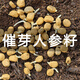 Changbai Mountain ginseng seed planting potted Korean ginseng, wild ginseng, American ginseng, and ginseng seedlings, potted red ginseng seeds 1g 100 germination seeds