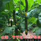 Chunzhiyun thornless fruit cucumber seeds Dutch imported fruit cucumber seeds small cucumber milk melon seeds Cayenne Cayenne thornless fruit cucumber original 1000 capsules