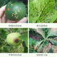 Puzhan 80% Bordeaux liquid vegetable and fruit tree downy mildew anthracnose ring spot wildfire pesticide fungicide 500g