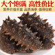 Royal Kirin fresh sea cucumber (6.9/piece, minimum sale of 10 pieces) ready-to-eat sea cucumber single package Liao sea cucumber Dalian sea cucumber fresh sea cucumber (about 6-8cm)