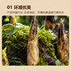 Beijing Fresh Raw Shanxi Glutinous Rice Bamboo Shoots 300g Tender Bamboo Shoot Tips Shredded Bamboo Shoot Tips Dried Bamboo Shoots Soup Various Packaging Random Delivery