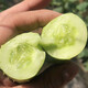 Shouhe Dry Cucumber Seeds Home Planting Vegetables Balcony Green Thorns Local Fruit Ocean White Jade Northeast Field Winter and Spring Hai Yangpeng White No. 2 White Jade Cucumber Seeds 60 x 2