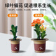 Devodoro Clivia special plant nutrient soil 15L gardening and green plant flower soil planting soil organic matrix soil