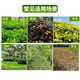 Yongnongcao carat 10.9% refined glufosinate ammonium salt herbicide weed orchard tea tree citrus orchard weed pesticide