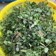 Old varieties of purple-rooted coriander, short-stemmed coriander, small-leaf, strong-flavor coriander seeds, four-season vegetables, purple-rooted, low-stem coriander, new species this year, original quality products, buy 3+2, get 5 packs, ++ products