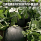 Fengming Yashi black seedless watermelon seeds thin skin large super sweet southern seedless black watermelon seeds 100 capsules