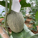 Zhongke Maohua Melon Fruit Seeds Weilong No. 25 Thick-skinned Melon Seeds Netted Hami Melon Seeds Cantaloupe Can Hang and Climb Weilong 25 Hami Melon Seeds - 20 capsules