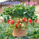 Cream strawberry seedlings potted four-season strawberry seedlings planted in the south and north bear fruit in the same year. Bare root cold-resistant and frost-resistant (four seasons cream strawberry) (8 pcs++pot+fertilizer) full of fruit in the pot.