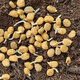 Changbai Mountain ginseng seed planting potted Korean ginseng, wild ginseng, American ginseng, and ginseng seedlings, potted red ginseng seeds 1g 100 germination seeds